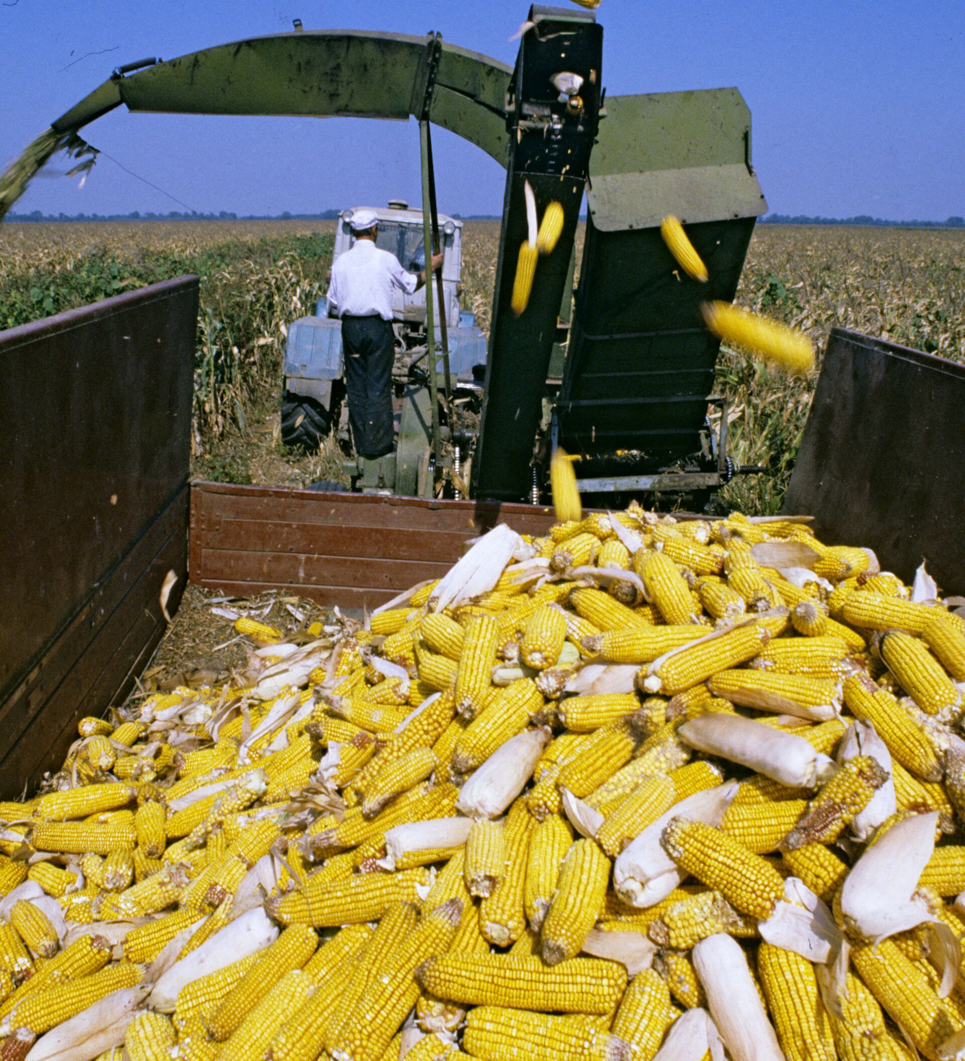 Продукт переработки кукурузы. Комбайн для уборки кукурузы в початках. Уборка кукурузы на зерно в Белоруссии. Уборка кукурузы в початках. Комбайны для сбора кукурузы с початками кукурузы.