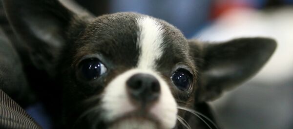 Гладкошерстная чихуахуа - Sputnik Молдова