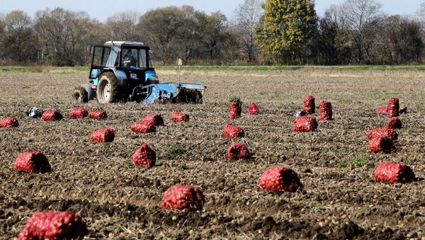 Сбор овощей в фермерском хозяйстве - Sputnik Молдова