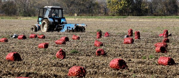 Сбор овощей в фермерском хозяйстве в Приморском крае - Sputnik Moldova