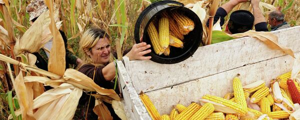 Сбор урожая кукурузы в Кахетии - Sputnik Moldova