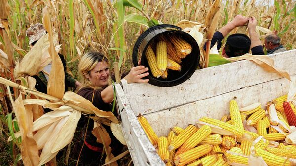 Сбор урожая кукурузы в Кахетии - Sputnik Moldova-România