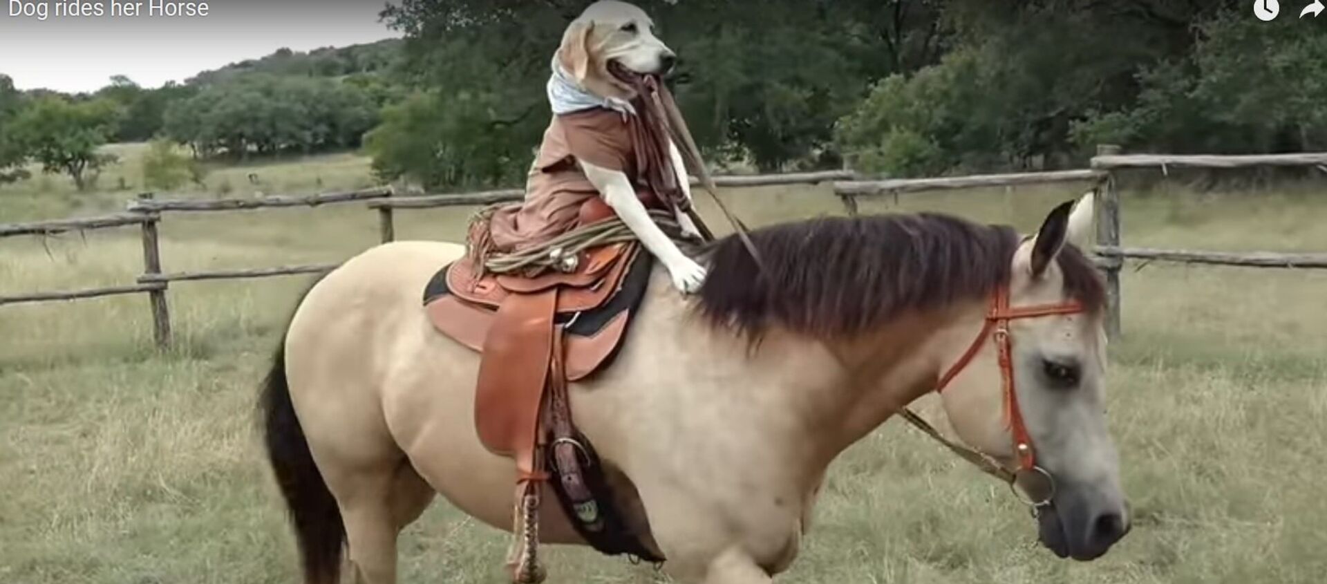 Видеофакт: собака из Техаса научилась ездить верхом на лошади - Sputnik Moldova, 1920, 06.02.2021