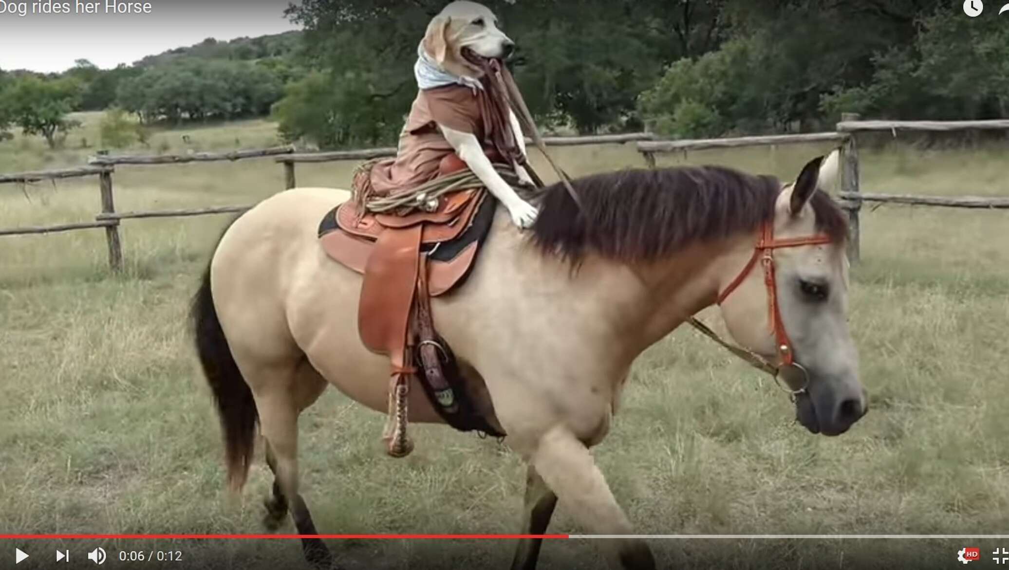 Dog rides. Собака верхом на лошади. Лошадь сидит. Собака на коне верхом. Лошадка оседлать.