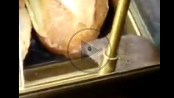 Мышка-обжора удивила пассажиров парижского аэропорта Шарль-де-Голль - Sputnik Молдова