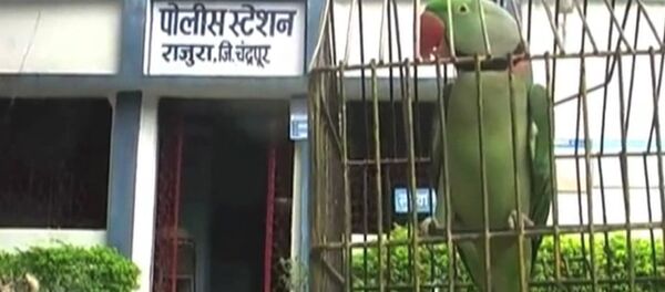 Арест попугая, или За что полиция Индии забрала в участок говорящую птицу - Sputnik Молдова