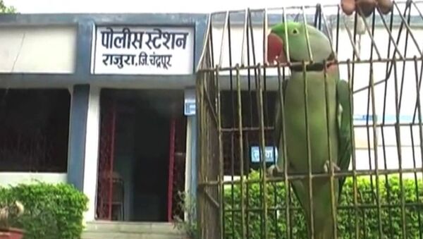 Арест попугая, или За что полиция Индии забрала в участок говорящую птицу - Sputnik Moldova