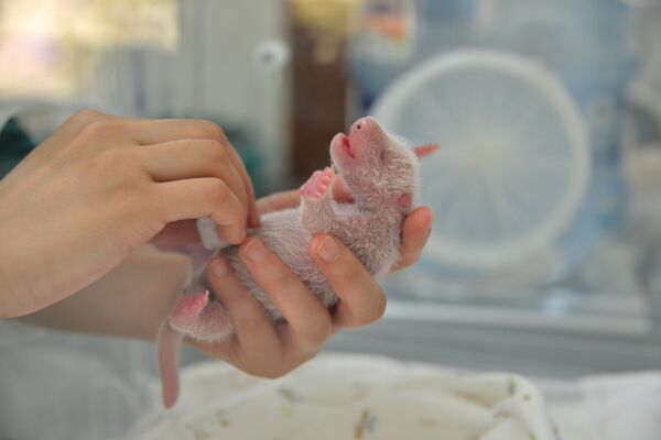 Исследователь держит одного из новорожденных детенышей-панд - Sputnik Молдова
