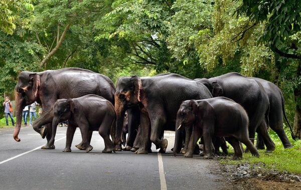 Стадо слонов пересекает дорогу - Sputnik Молдова