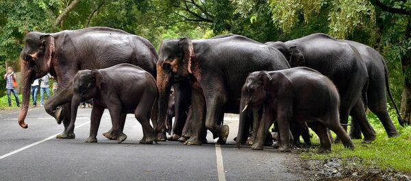 Стадо слонов пересекает дорогу - Sputnik Moldova