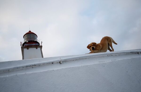 Собака охраняет маяк - Sputnik Молдова
