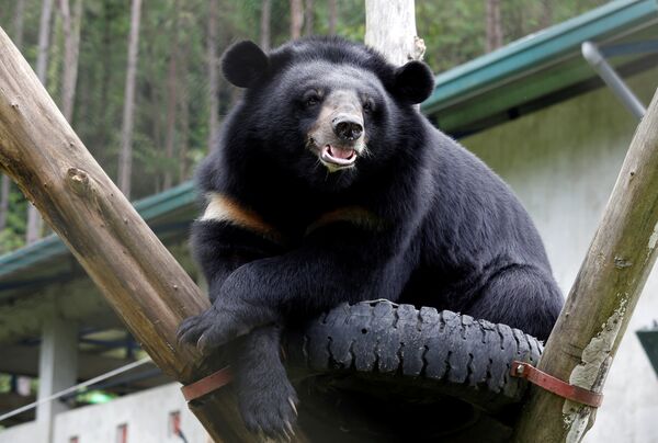 Гималайский медведь в Там Дао - Sputnik Молдова