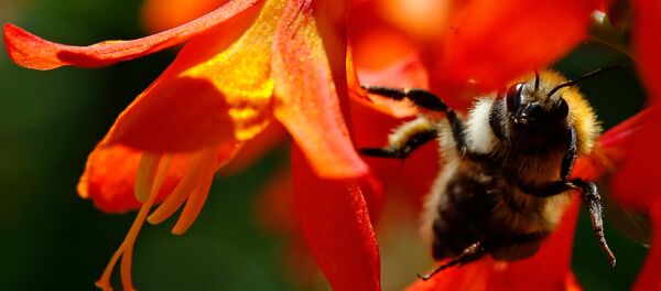 Шмель в цветках сада в Вертове - Sputnik Молдова