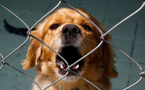 Собака в недавно открытом приюте для собак - Sputnik Молдова
