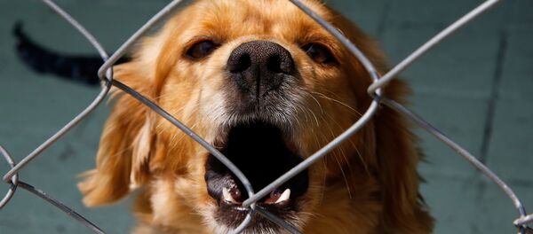 Собака, иллюстративное фото.  - Sputnik Молдова