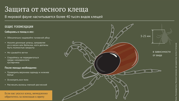 Защита от лесного клеща - Sputnik Молдова
