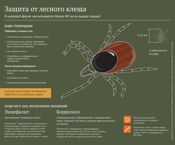 Молдова - в клещах: как уберечься от паразитов, и что делать, если вас укусили - Sputnik Молдова