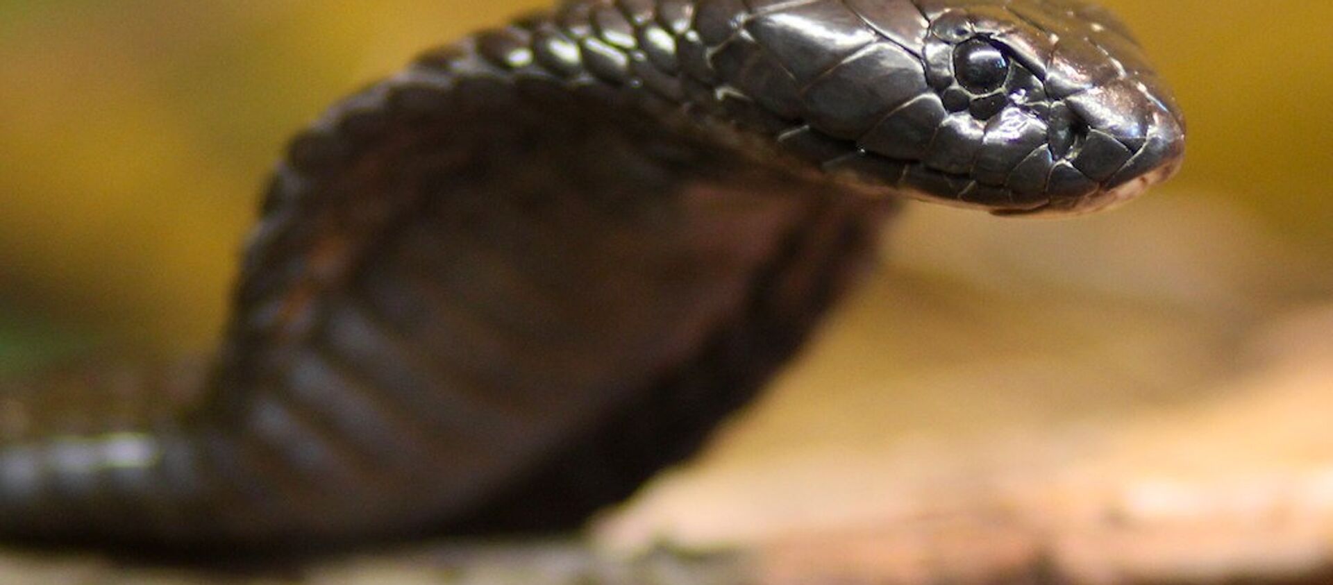Un serpent venimeux meurt d'une morsure de gamin - Sputnik Moldova-România, 1920, 31.07.2017