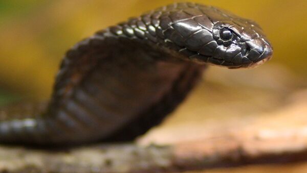 Un serpent venimeux meurt d'une morsure de gamin - Sputnik Moldova-România