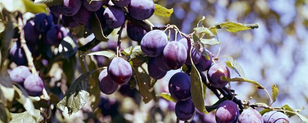 Ветка сливового дерева - Sputnik Moldova