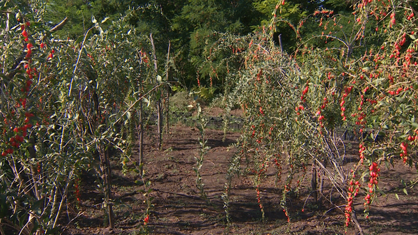 Годжи в Молдове - Sputnik Молдова