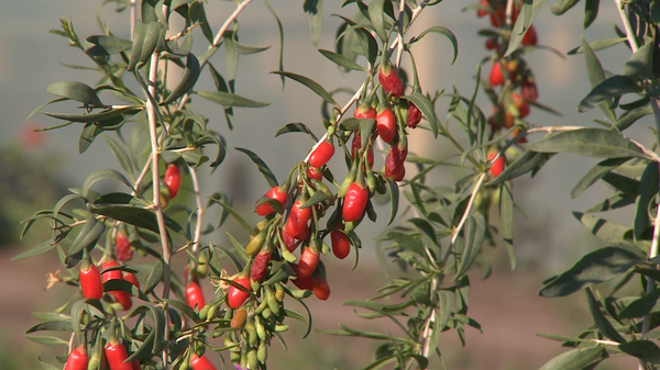 Годжи в Молдове - Sputnik Молдова