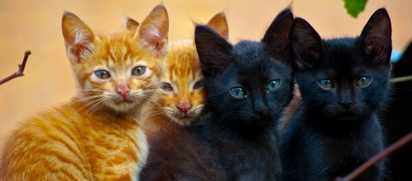 Рыжие и черные котята Рыжие и черные котята - Sputnik Молдова