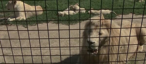 В зоопраке Dvorec в чешской Боровани в мае родились 5 белых львят В зоопраке Dvorec в чешской Боровани в мае родились 5 белых львят - Sputnik Молдова