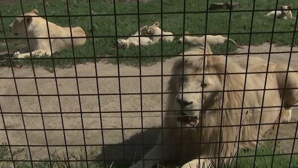 В зоопраке Dvorec в чешской Боровани в мае родились 5 белых львят - Sputnik Молдова