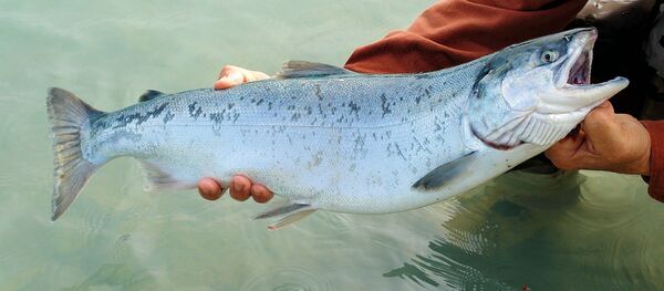 Salmon - Sputnik Moldova-România