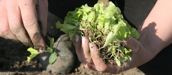 Весенне-полевые работы в фермерском хозяйстве - Sputnik Молдова