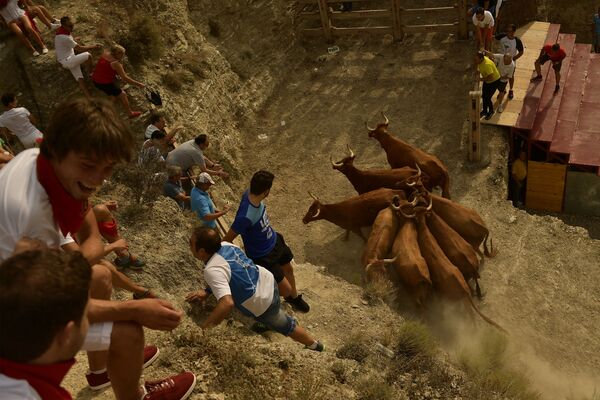 Жители деревни пытаются поймать коров и отправить их обратно в город Аргедас во время фестиваля в честь святого Эстебана, Испания - Sputnik Молдова