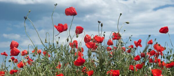 Цветущие маки - Sputnik Молдова