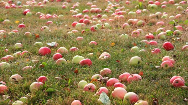 Яблоки в саду - Sputnik Moldova-România