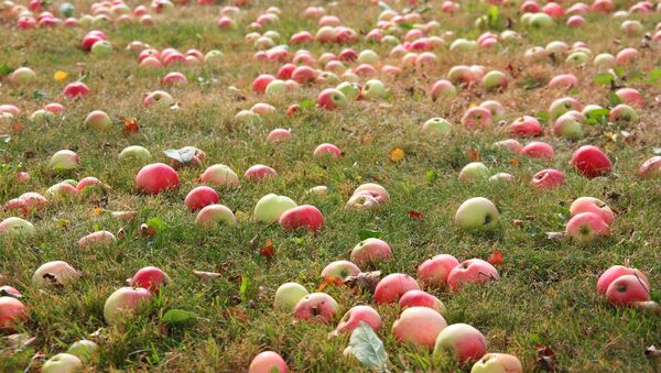 Яблоки в саду - Sputnik Молдова