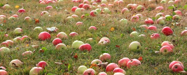 Яблоки в саду - Sputnik Молдова