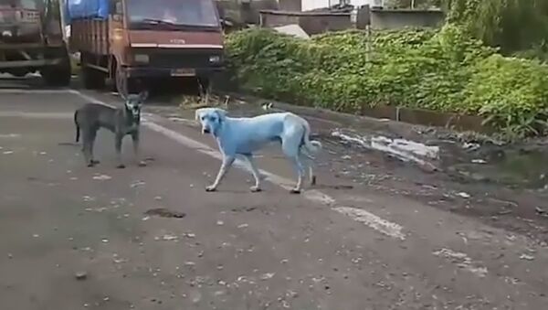 Видео с синими собаками в Мумбаи попало в сеть - Sputnik Молдова