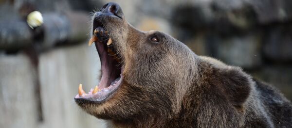 Медведь - Sputnik Moldova