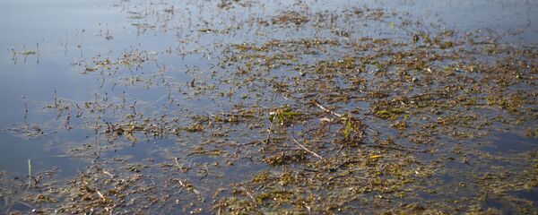 Тина на воде - Sputnik Молдова