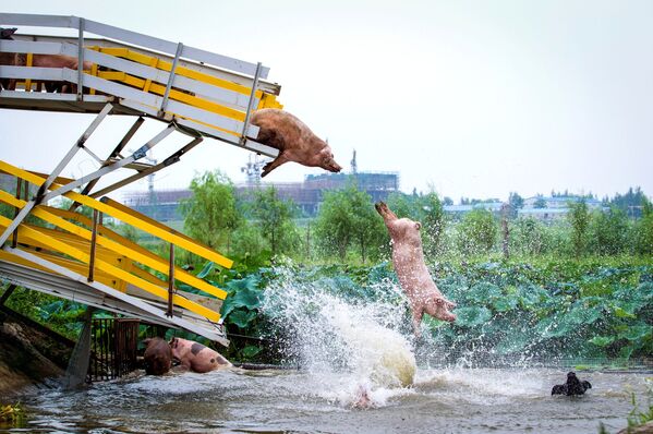 Свиньи прыгают в воду с трамплина на свиноферме в провинции Ляонин, Китай - Sputnik Молдова