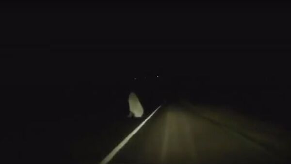 Fantoma miresei filmată pe un drum județean din Buzău - Sputnik Moldova-România
