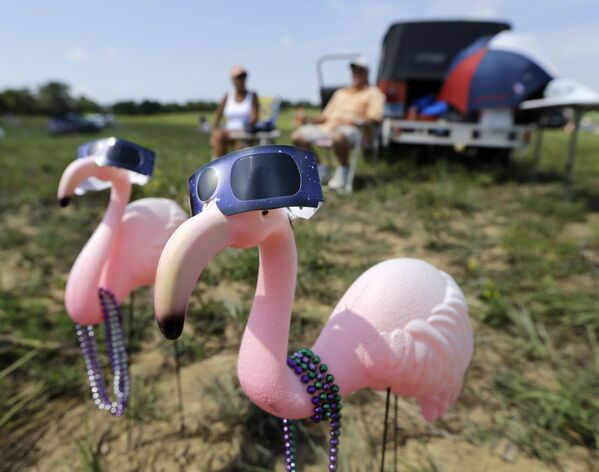 Розовые пластиковые фламинго в защитных очках - Sputnik Молдова