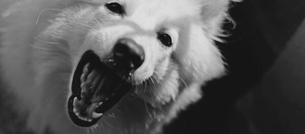 Câine - Sputnik Moldova