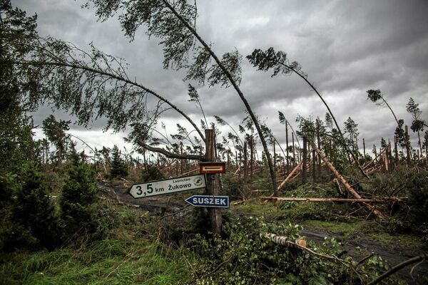 Сломанные деревья после мощного шторма вблизи деревни Сушек на севере Польши - Sputnik Молдова