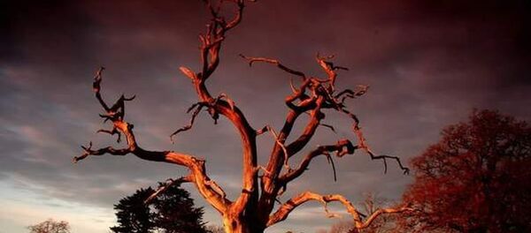 лес, засуха, дерево - Sputnik Moldova-România