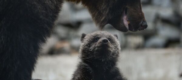 Пополнение в Новосибирском зоопарке - Sputnik Moldova-România