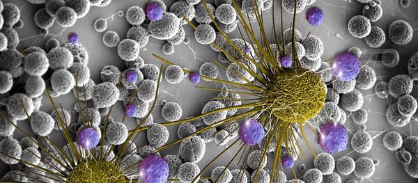 brain cancer cells and released BCNU - Sputnik Moldova