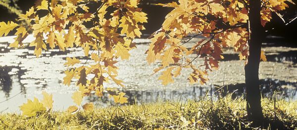 Дуб - Sputnik Молдова