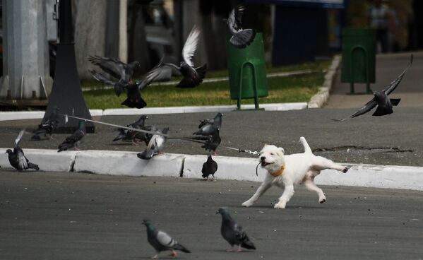 Собака и голуби на улице Саранска - Sputnik Молдова