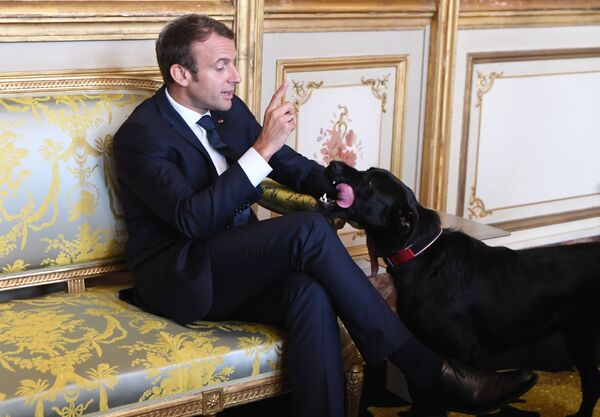 Президент Франции Эммануэль Макрон со своей собакой Немо во время встречи с вице-канцлером Германии и министром иностранных дел Германии в Елисейском дворце в Париже - Sputnik Молдова